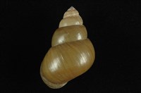 藏品(石田螺)的圖片